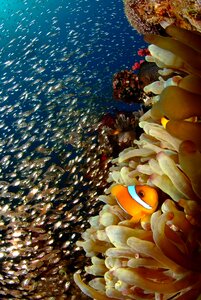 Reef coral diving photo