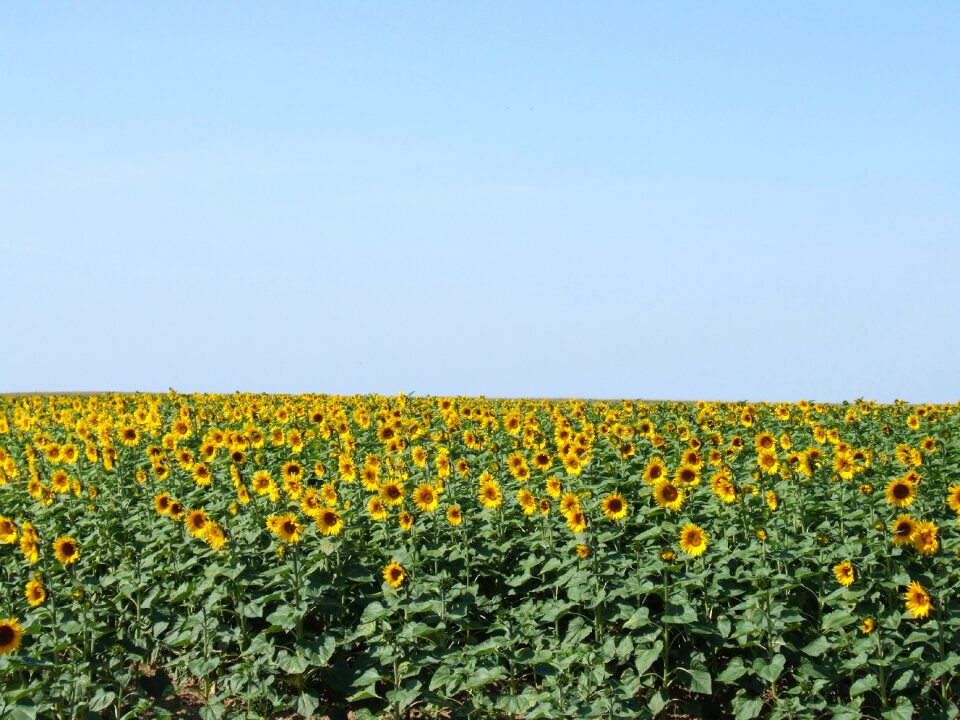 Sky yellow field