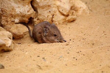 Mouse zoo animal