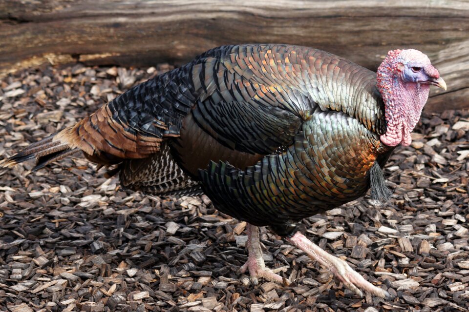Pheasant-like female animal world