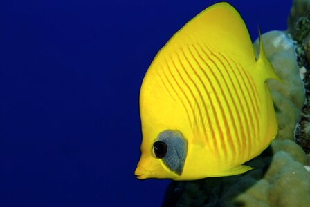 Fish diving yellow photo