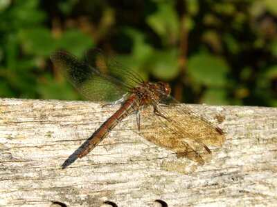 Dragonfly fly insect photo