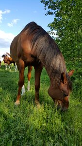 The horse horse horses
