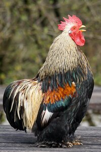 Bantam domestic chicken china photo