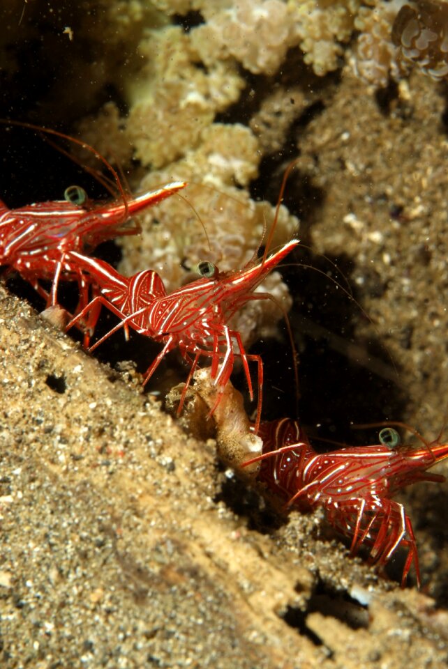Shrimp diving underwater landscape