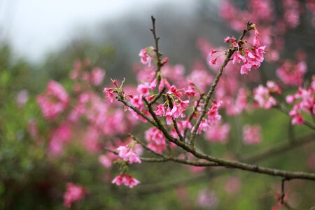 Flowers bloom natural spring shooting