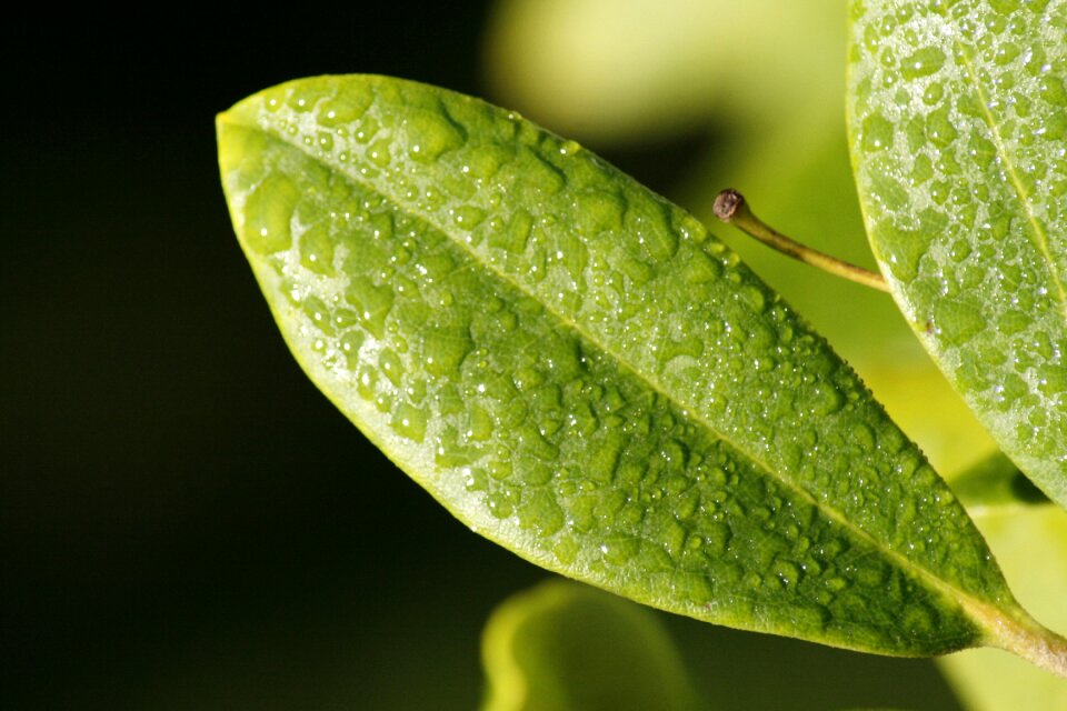 Nature raindrops green