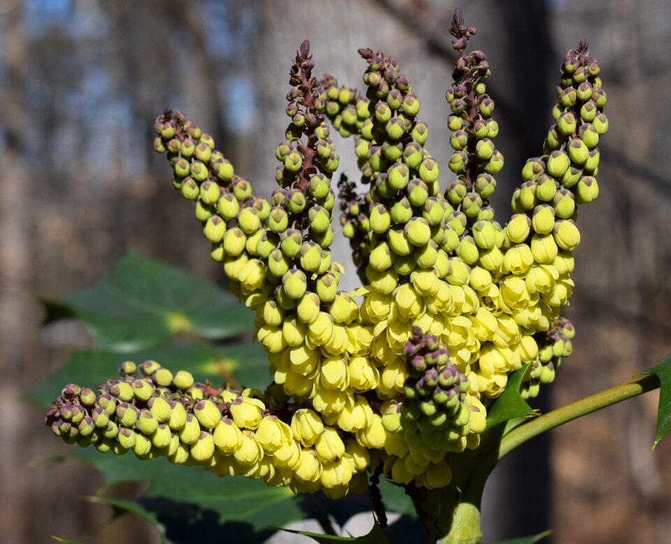 February shrub ornamental