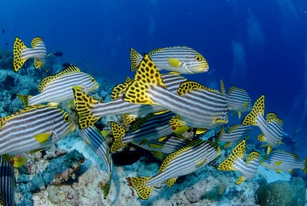 Fish diving color photo