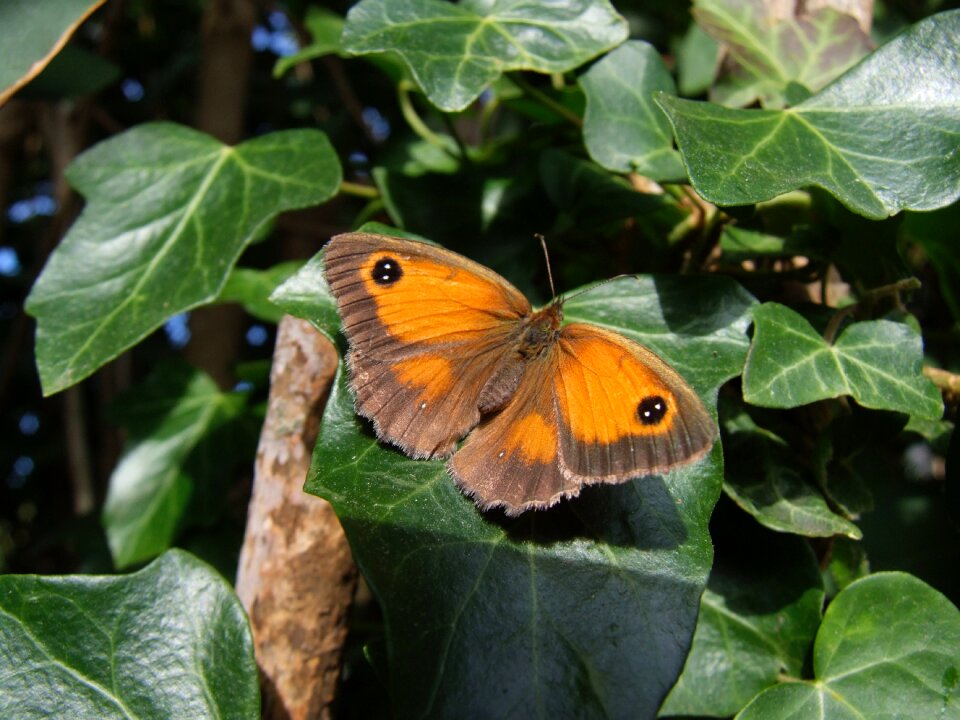 Nature wildlife insect