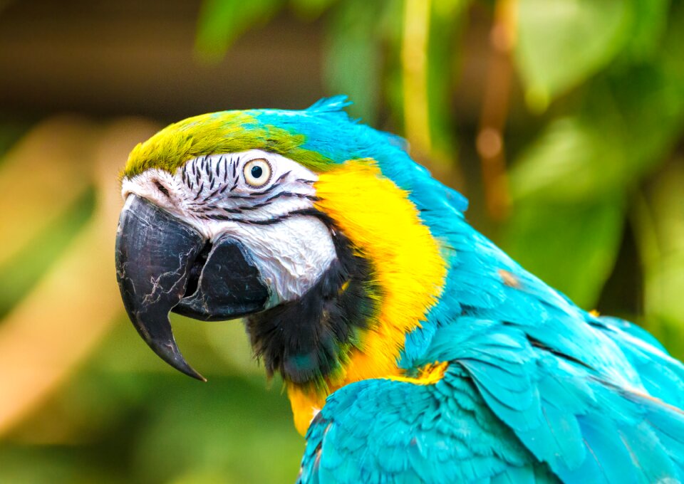 Zoo bird colorful