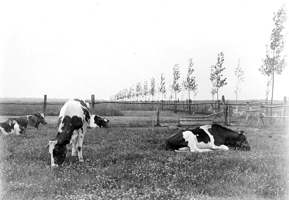 Vee in de weide , koe, Bestanddeelnr 192-0734