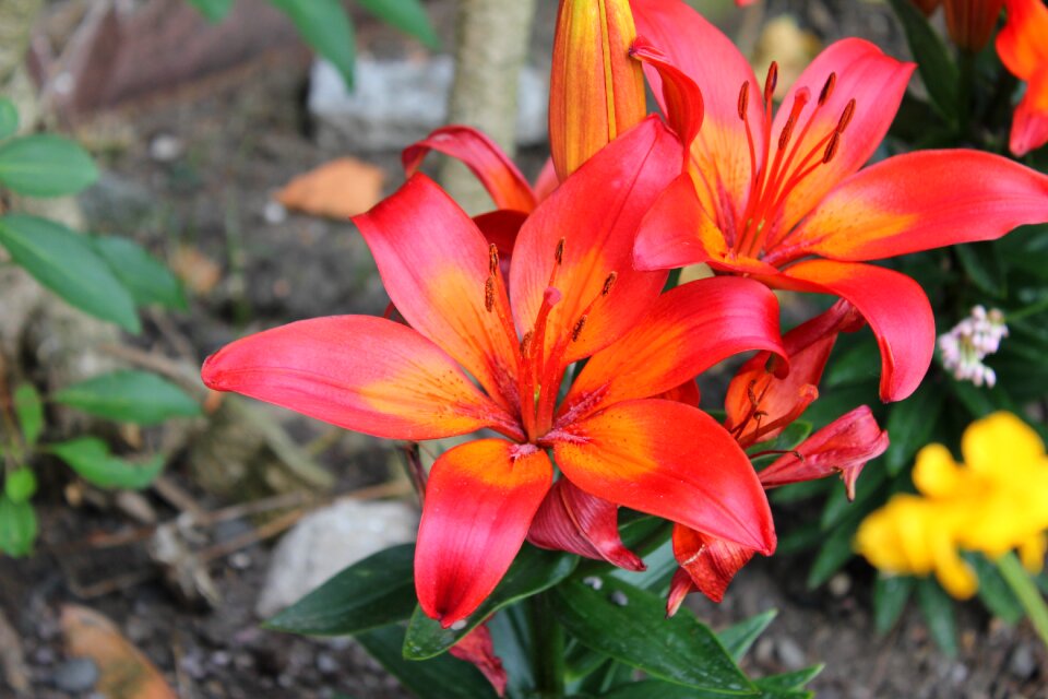 Garden flora radiant