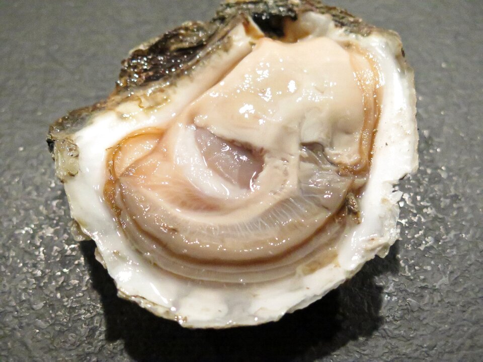 The liim oysters celebration champagne