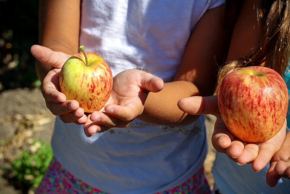 Hands fruit nature