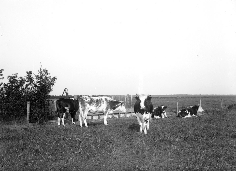 Vee in de weide , koe, Bestanddeelnr 192-0733