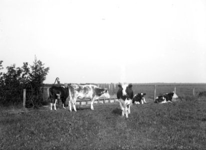 Vee in de weide , koe, Bestanddeelnr 192-0733