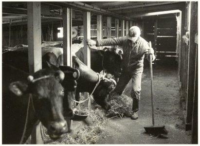 Veehouderij Van Nes aan de Zuid Schalkwijkerweg 51. NL-HlmNHA 54015189