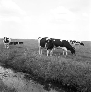 Vee in weide bij Haerst en Genne, Bestanddeelnr 160-0002