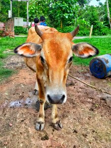 Vechur Cattle - Bos indicus cattle 2