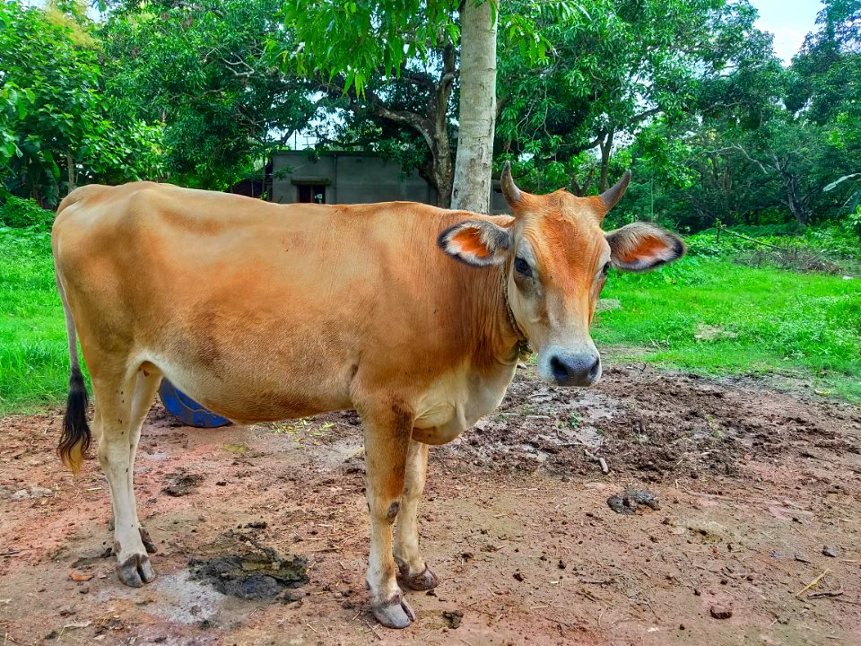 Vechur Cattle - Bos indicus cattle