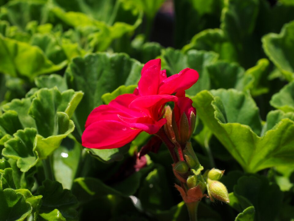 Red bud balcony plant