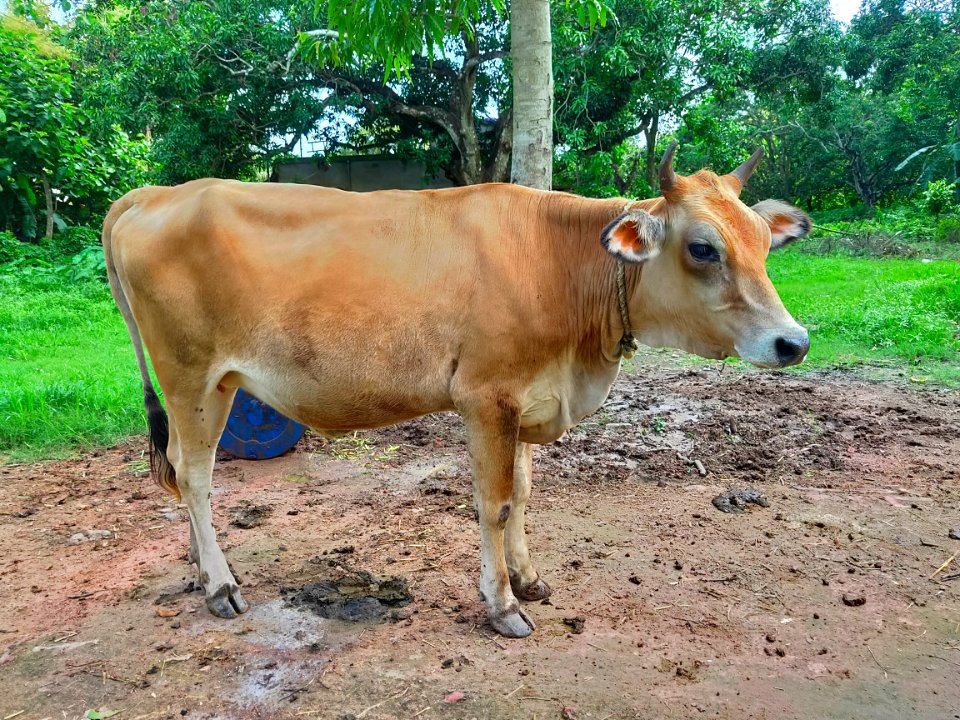 Vechur Cattle - Bos indicus cattle 3