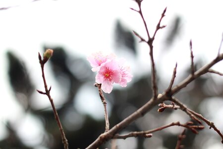Scenery spring flower