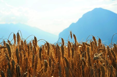 Cereals sky grain