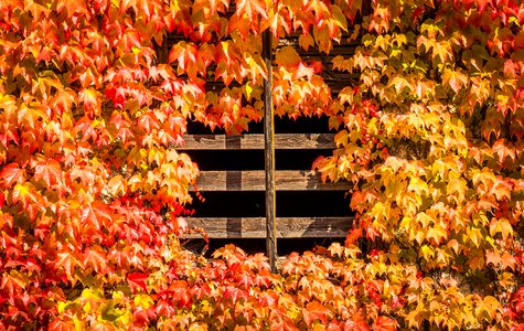 Fall october foliage