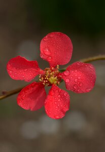Petals spring drops