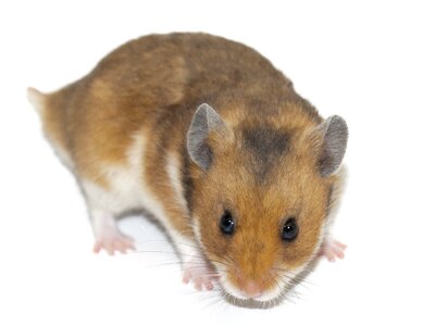 Pet rodents mammal