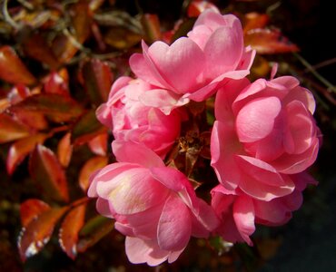 Rose bush pink flower flowering inflorescence