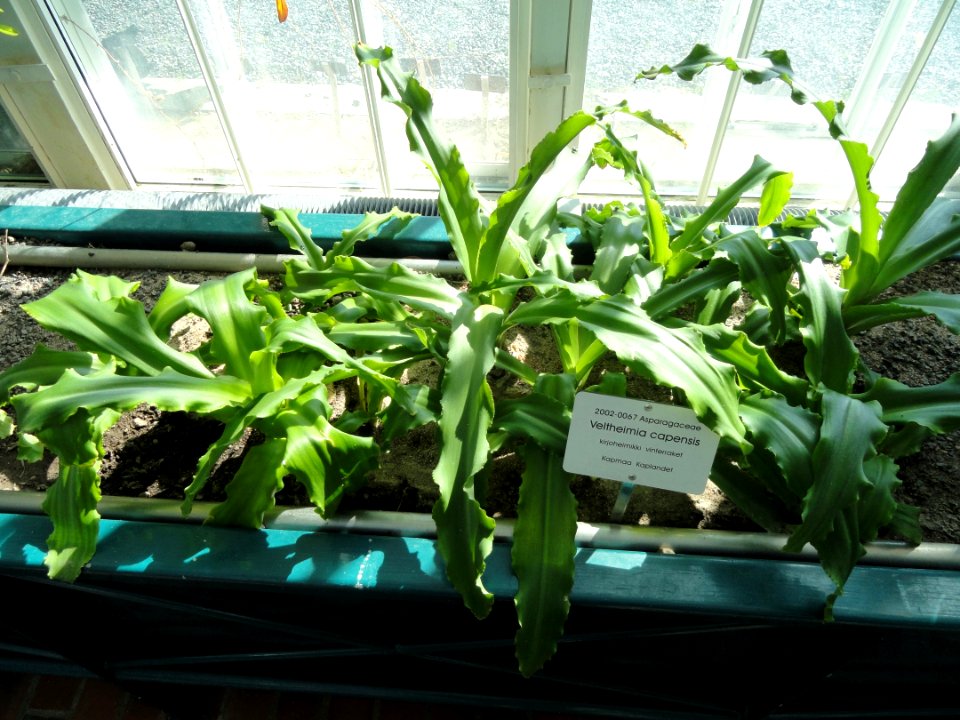 Veltheimia capensis - Botanical Garden in Kaisaniemi, Helsinki - DSC03679