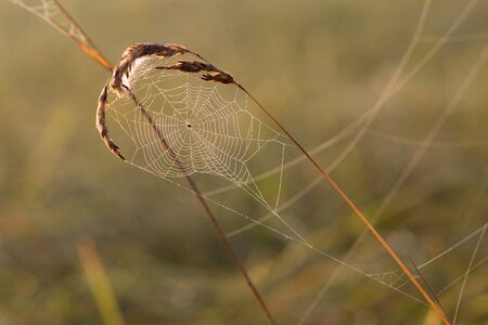 Dewdrop dew drop of water