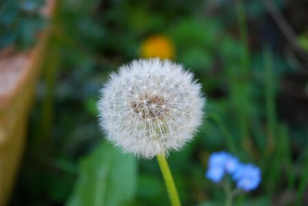 Dry seeds dandelion wish
