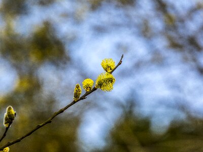 Nature branch blossom