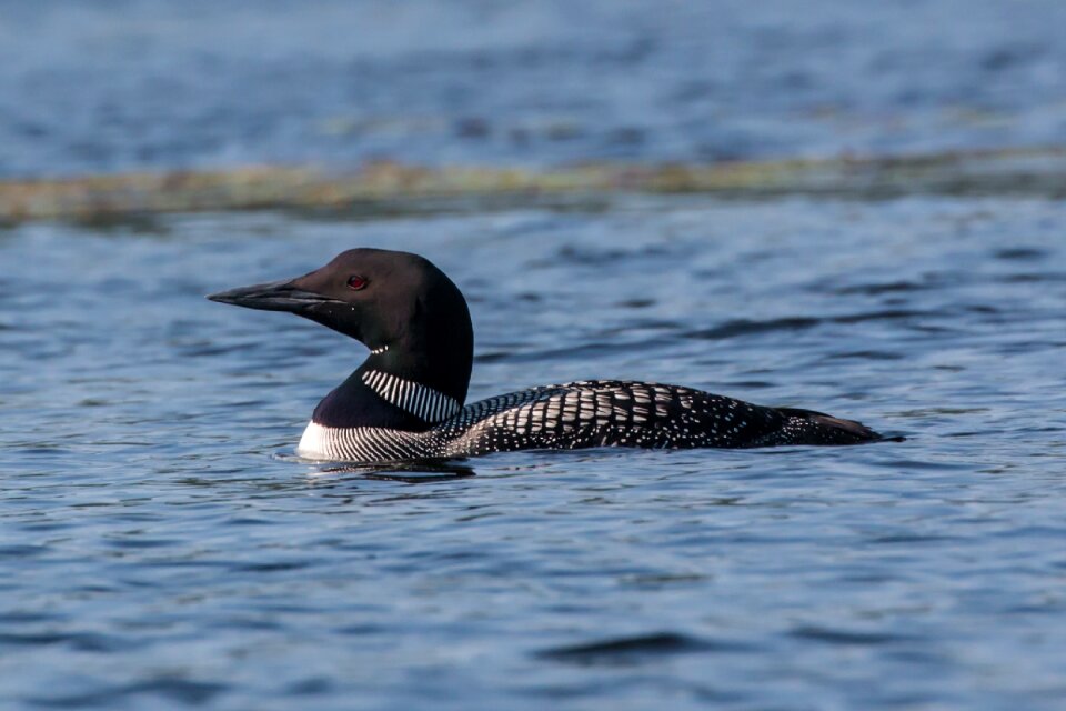 Loon lake bird