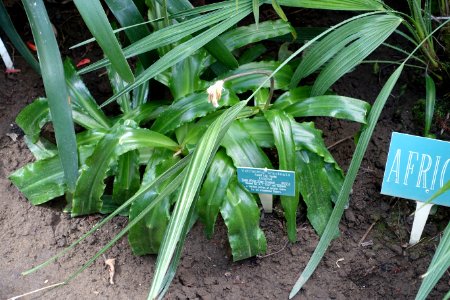 Veltheimia bracteata - Lyman Plant House, Smith College - DSC02066