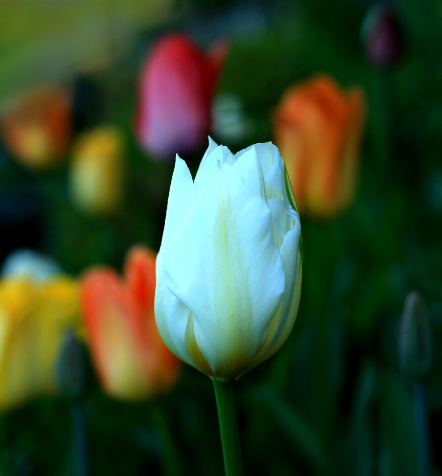 Floral nature spring