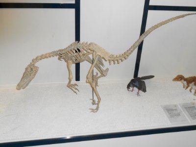 Velociraptor skelett Rom