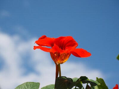 Bloom carbine greenhouse red