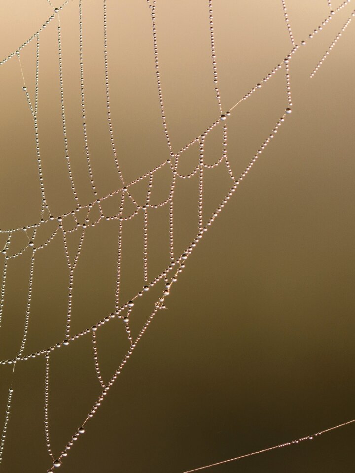Drip dewdrop drops of morning dew