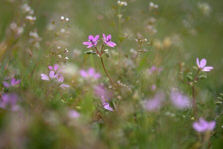 Small wild nature