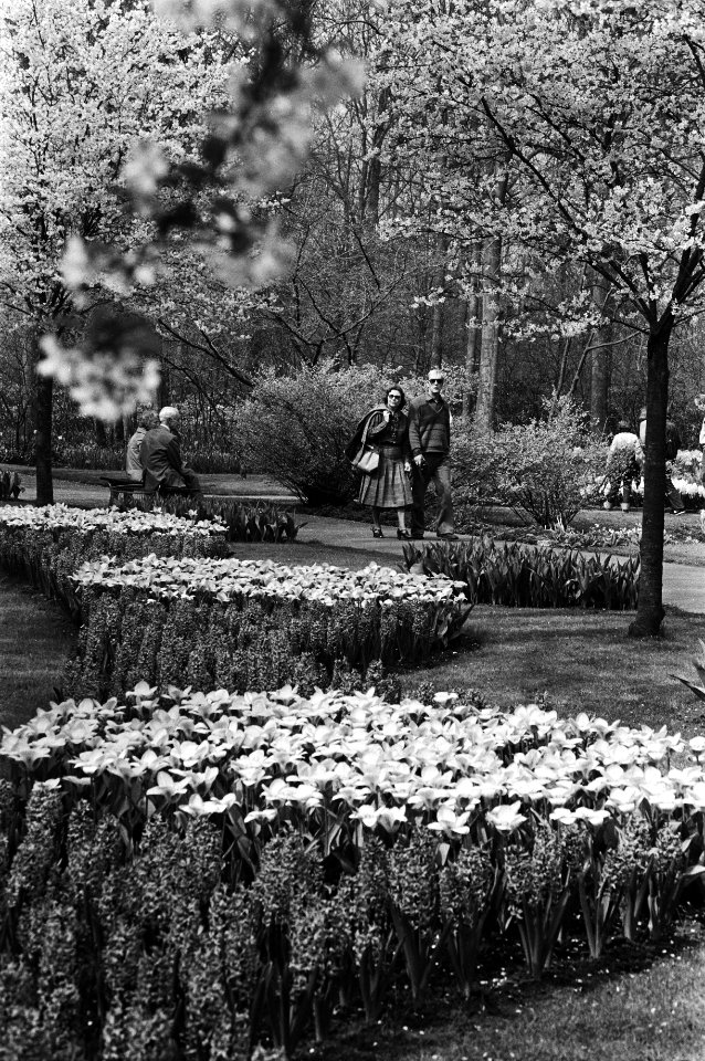 Veel bezoekers op de Keukenhof met het mooie weer, Bestanddeelnr 931-4235