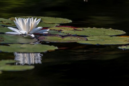 Lilly water flower