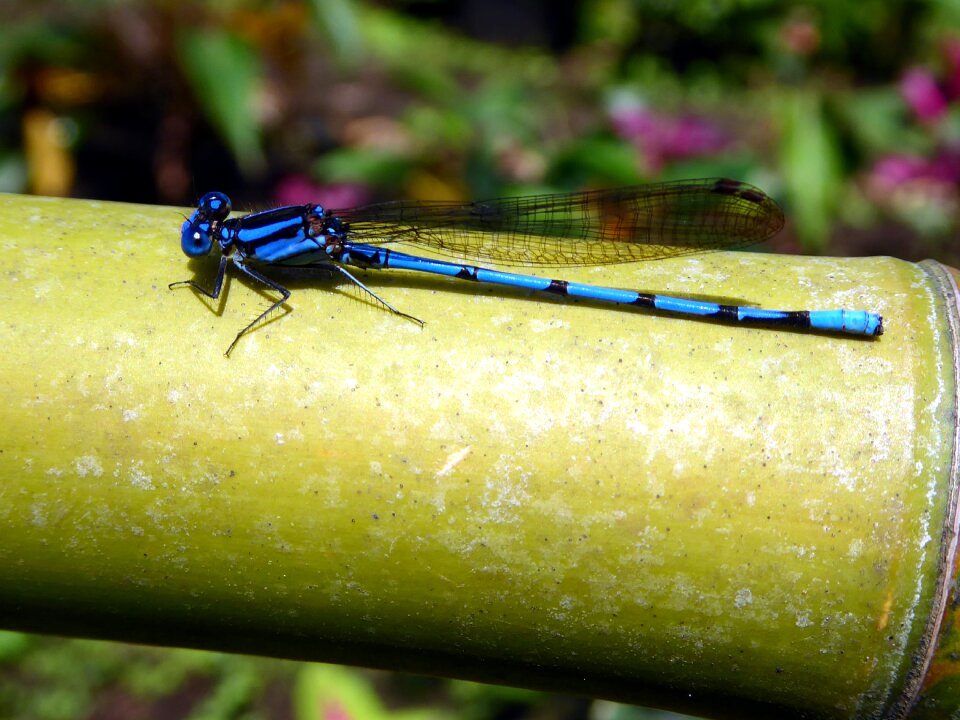 Dragonfly blue black