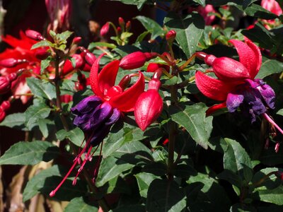 Evening primrose greenhouse ornamental plant red