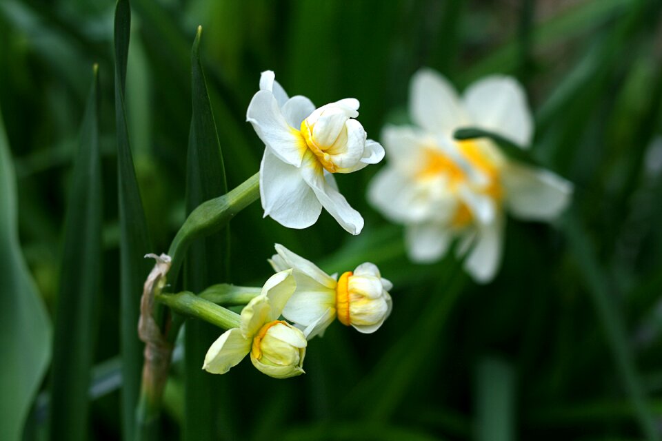 Garden blossom floral