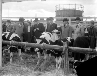 Vebo 1950 in Leiden Veetentoonstelling, Bestanddeelnr 904-1995